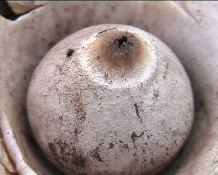 Geastrum  triplex   Junghuhn